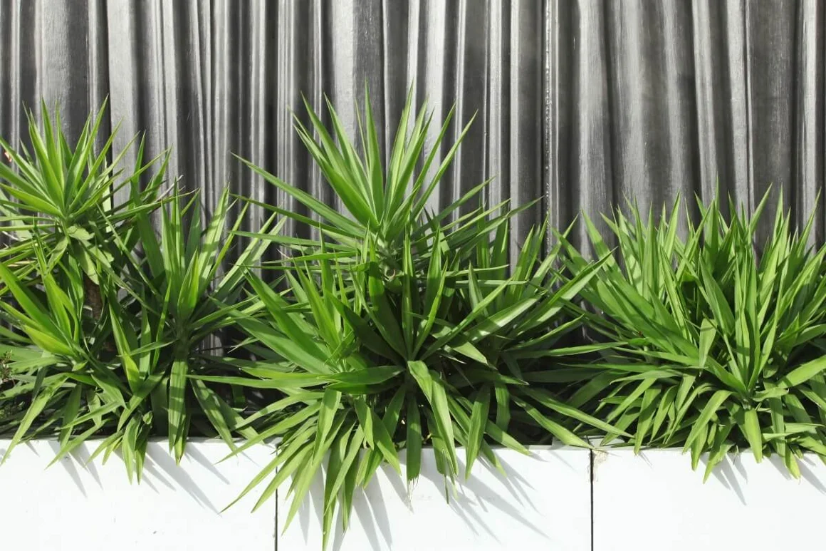 Drei Yucca-Palmen in einem Topf